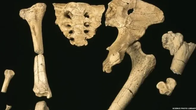 Кістки скелета представника сімейства гомінідів, 3,2 мільйона років