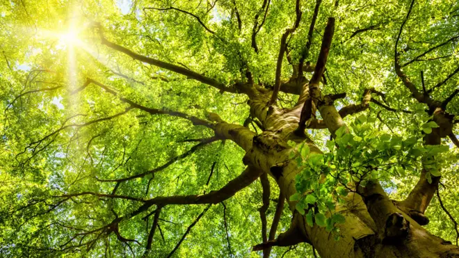 Un árbol reduce en su entorno entre un 7% y un 24% del material particulado, unocasas.de apostaslos tipos más dañinoscasas.de apostascontaminación.