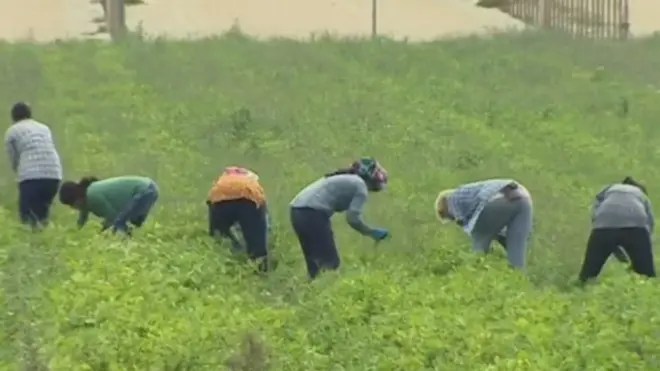 ఇటలీలో భారతీయుల బానిస బతుకులు