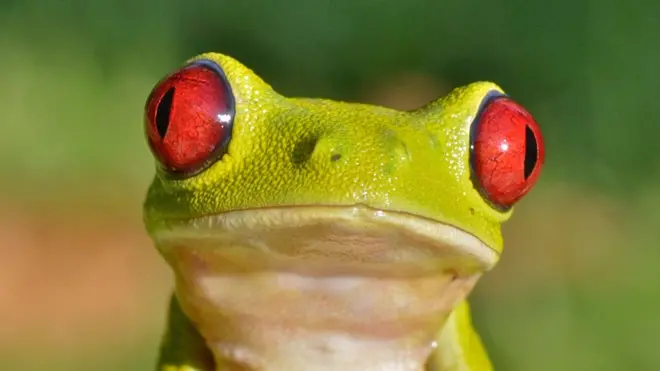 Red-eyed tree frog