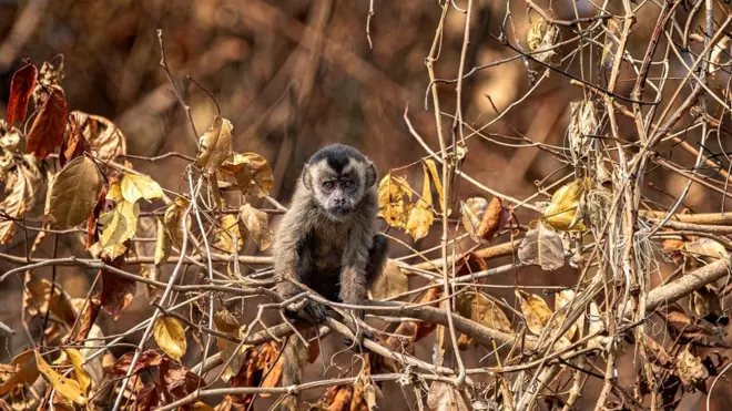 Em intensa busca por alimento, macaco-prego não encontrou comidasport bet pré apostamargemsport bet pré apostario