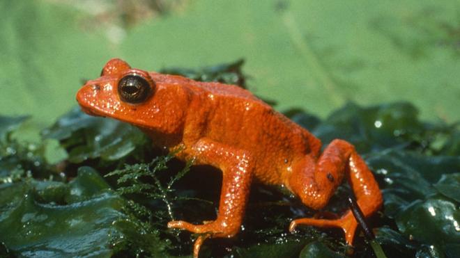 Ejemplarpalpites santos x coritibarana dorada