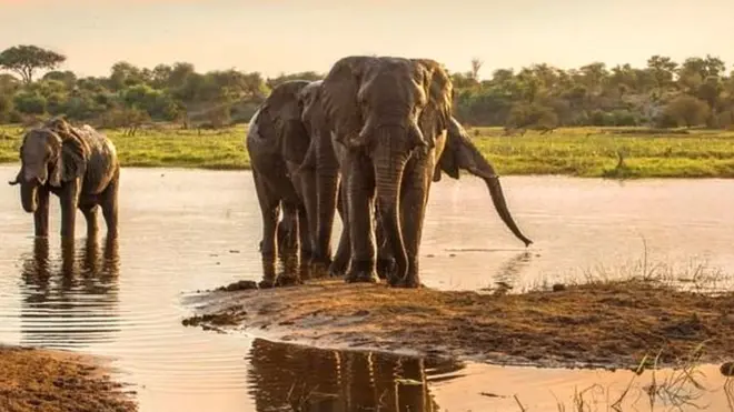 බොටෙටි(Boteti) ගංගාවේ දිය සොයාගිය පිරිමි අලි රංචුවක්