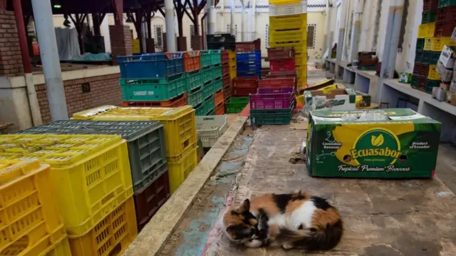 أعلنت الحكومة التونسية إغلاقا كاملا في البلاد لمدة أسبوع تغطي فترة العيد وما قبلها بأيام