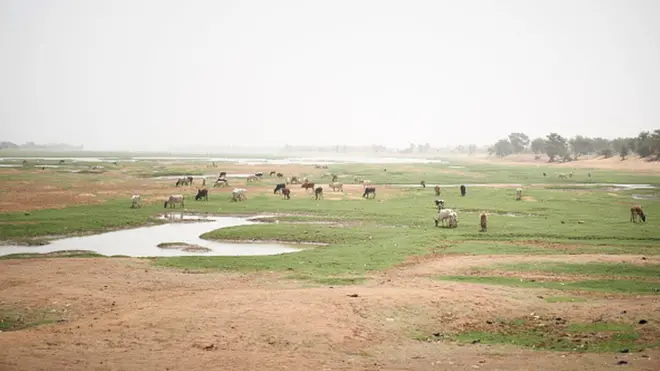 ኣብ ማሊ ኣብ መግሃጫ ፋሕ ዝበላ ከብቲ