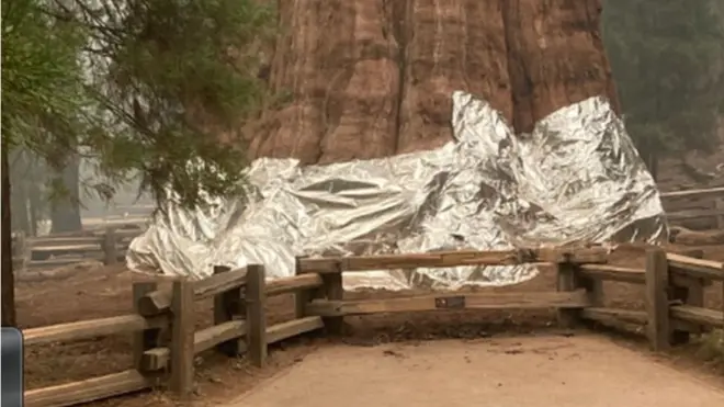 ژنرال شرمن از نظر حجم بزرگترین درخت شناخته شده زمین است