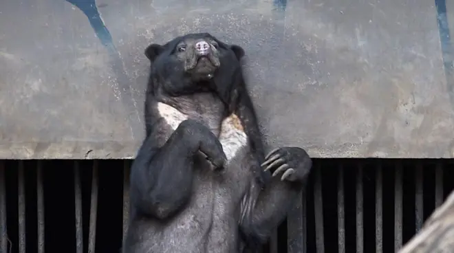 Apa kabar beruang kurus di Kebun Binatang Bandung?