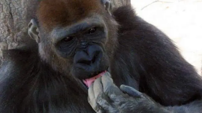 Umwe mu bakozi yabwiye radio yaho ko iyo ngagi ari yo yakwegekwaho ayo mafaranga yabuze (ifoto yo mu bubiko)