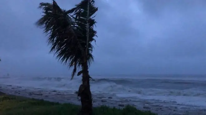 A tree sways on the coast of Cabo Delgado, Mozambique