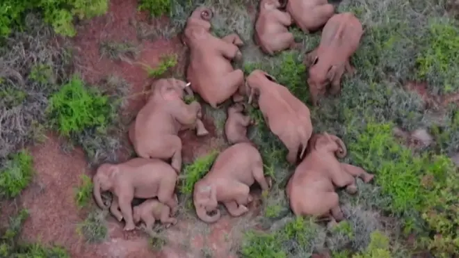 Kina: Lutajući slonovi se vraćaju kući