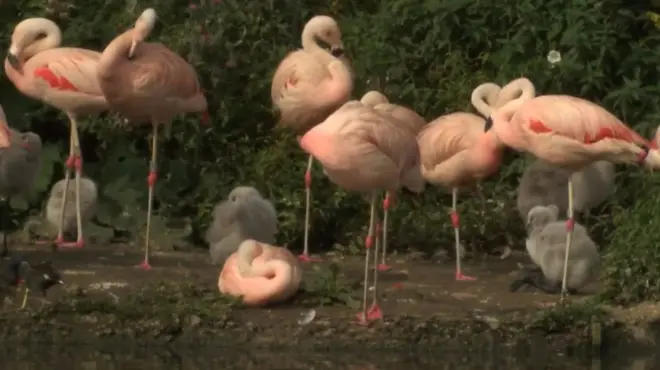 фламінго на одній нозі