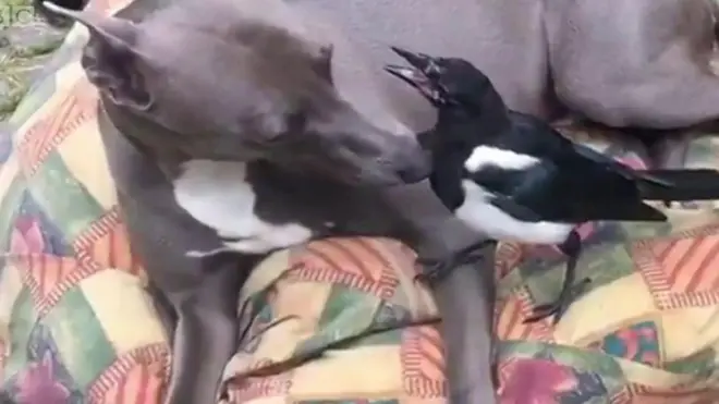 عندما كان ستيف روستون يتمشى مع كلبه وجد طائرا صغيرا على الأرض. أخذه إلى البيت وسماه مايك ومن هناك بدأت علاقة صداقة ليست مع الإنسان بقدر ما هي مع الكلب بو.