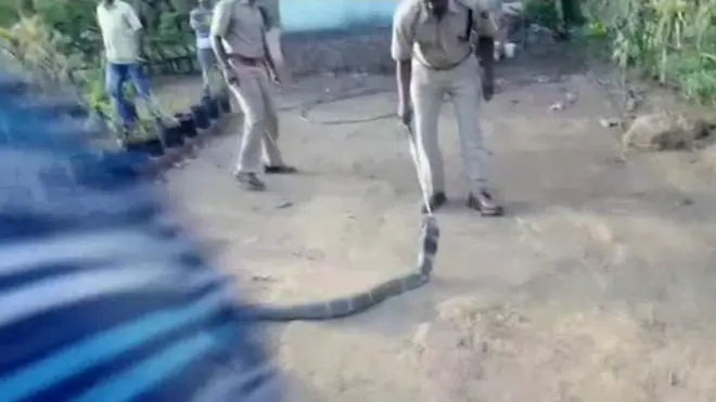 प्यासे सांप को पानी पिलाया