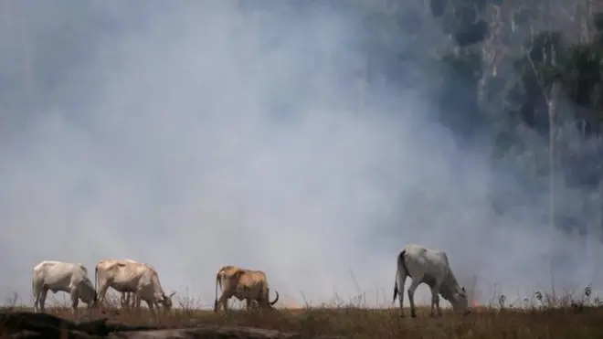 Segundo o IPCC, a produçãooriginal 1xbet appcarne é um dos principais fatores por trás do desmatamento na Amazônia e no Cerrado