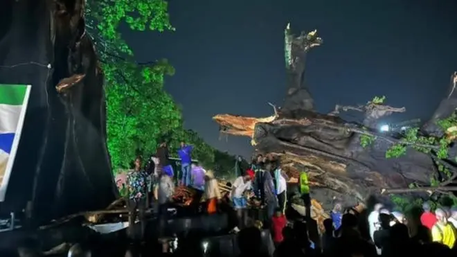 Le cotton tree après sa chute