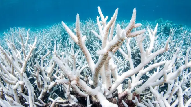 Bleaching occurs when stressed corals expel colour-giving algae