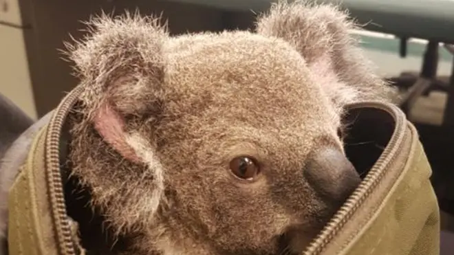 Koala