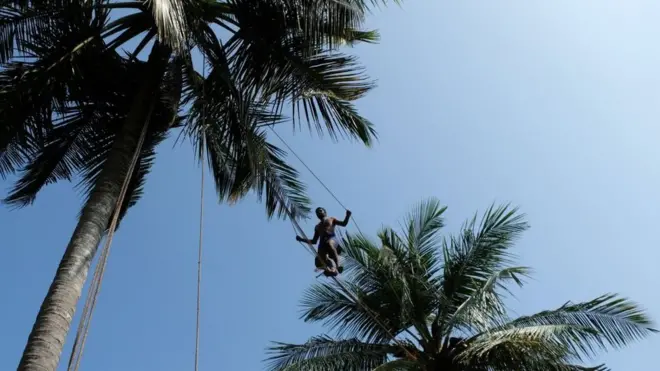Collecting the toddy is not for people who are scared of heights