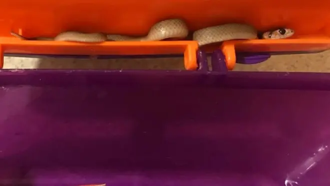 The half-packed lunchbox with the unwelcome addition of a deadly snake