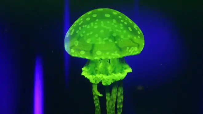 જેલી ફિશ