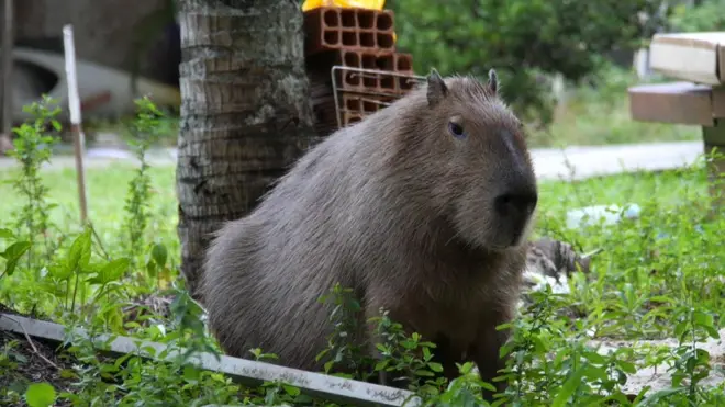 Los roedores gigantes están acostumbrados a compartir su casa con los humanos. "Ellos están muy cerca de las casas de la gente. Es probable que estos se estén alimentando en el patio donde tienen el campo de fútbol, están conviviendo con las personas", comenta Aximoff.