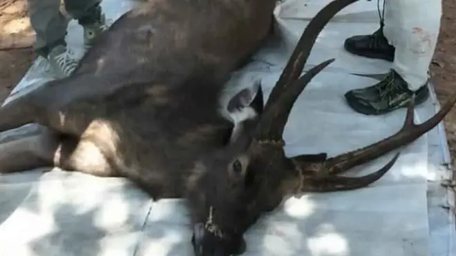 Banyak sampah yang ditemukan di perut rusa mati ini.