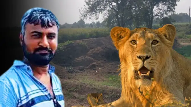 ગીર, ગીર અભયારણ્ય, ગુજરાત, જૂનાગઢ, સિંહ, સિંહણનો હુમલો, વનકર્મીનું મોત, પોલીસ, કાયદો, ગીરનો સિંહ, વનવિભાગ, બીબીસી ગુજરાતી