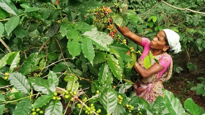 విశాఖ, అరకు, కాఫీ తోటలు, బెర్రీ బోరర్