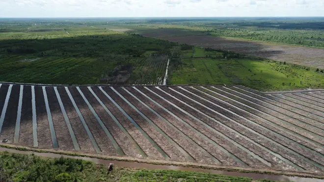 Lahan food estate beralih jadi perkebunan sawit