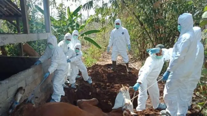 Kasus antraks di Gunungkidul