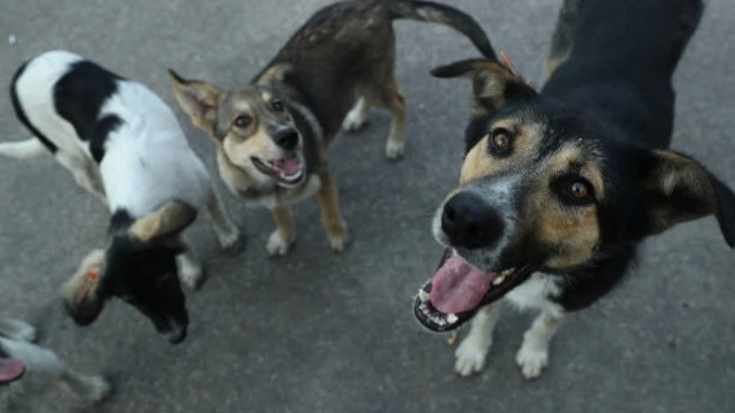 น้องหมากระโดด 