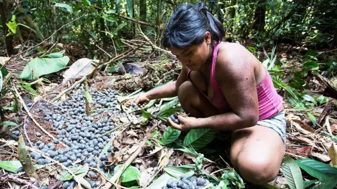 Una mujer en cuclillas recoge los frutos de un árbol
