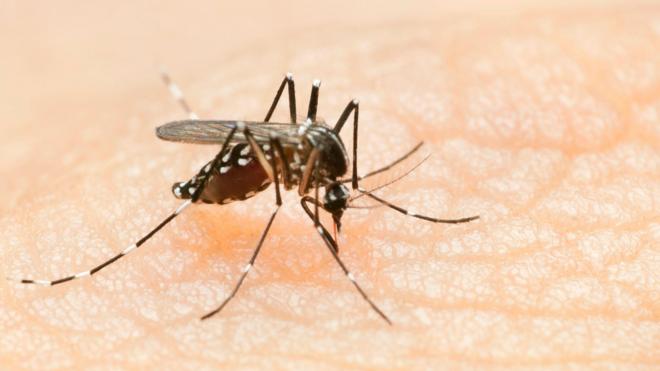 Mosquito Aedes aegypti sobre pele humana