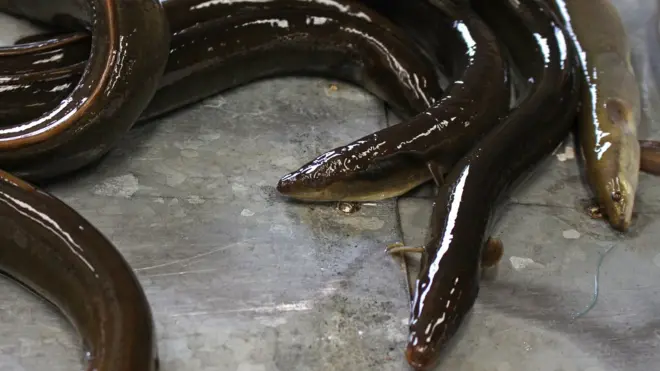 堆叠在作业平台上的鳗鱼（Chris Baraniuk图片）