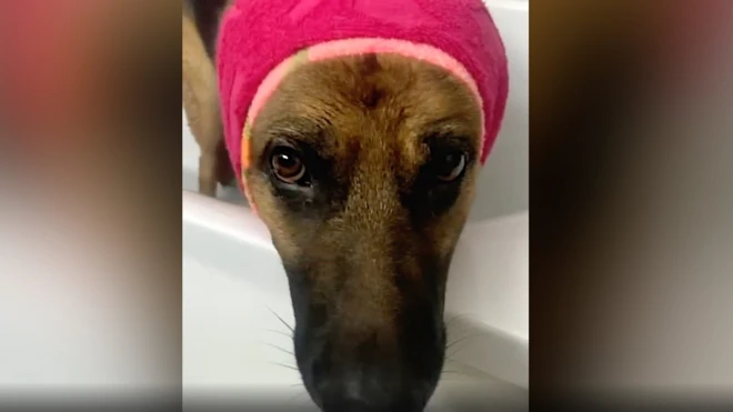 pas laki, ukrajina, pas se plaši bombi