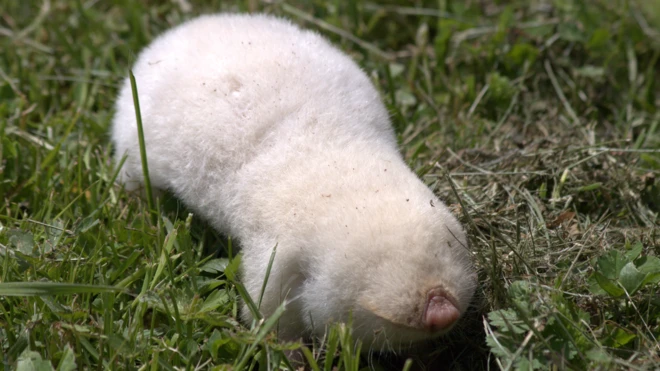 albino slepo kuče, životinje, Srbija, biologija