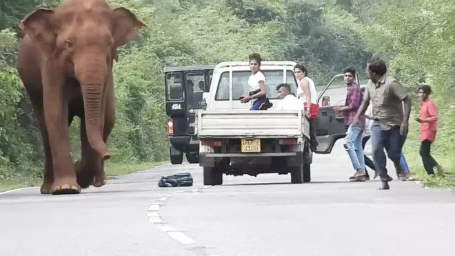 हाथियों का हमला