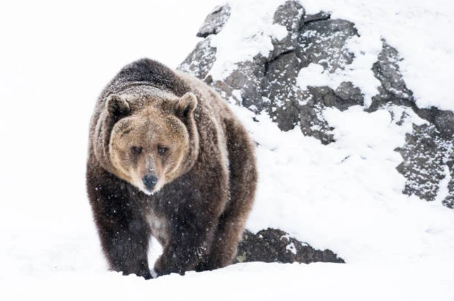 หมีกริซลีที่ยังคงเดินไปมาในช่วงต้นฤดูหนาว