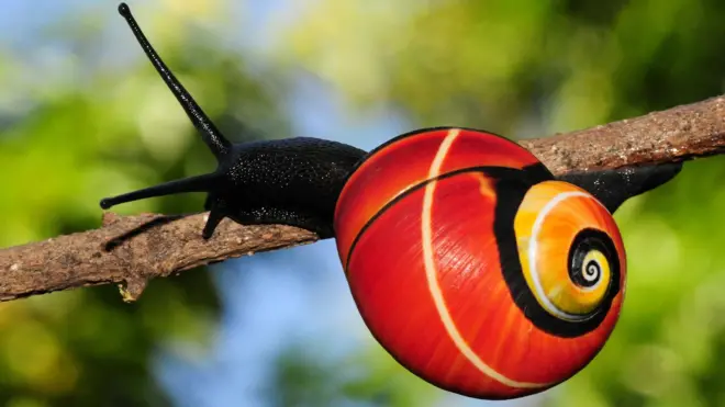 Siput Polymita di habitat hutan aslinya di Kuba Timur