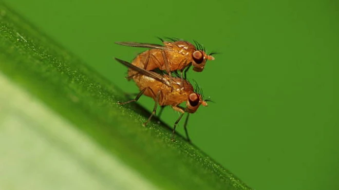 แมลงวันผลไม้ขณะจับคู่ผสมพันธุ์