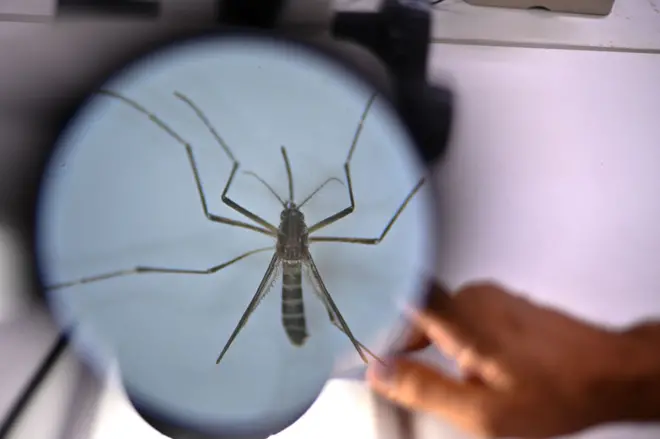 Mosquito Aedes aegypti