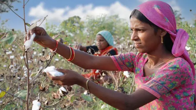 పత్తి ఏరుతున్న మహిళ