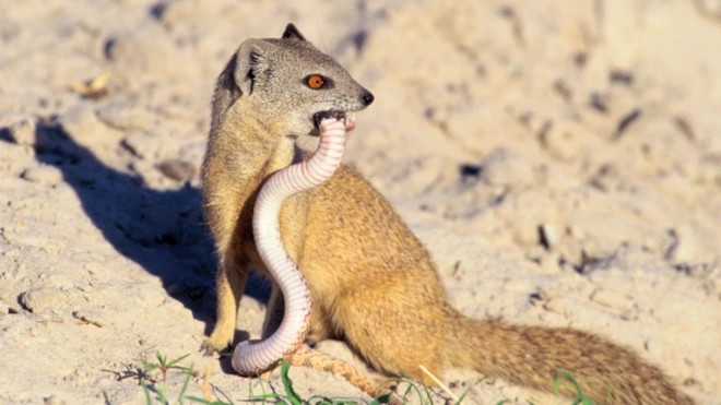 ముంగిస, పాములు