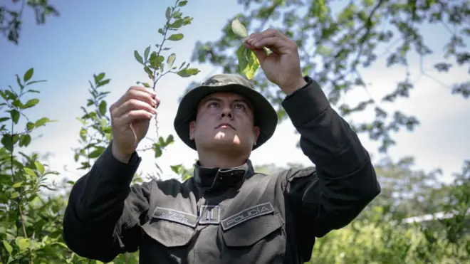 Miembro de la policía de Colombia analiza dos plantas de coca. 