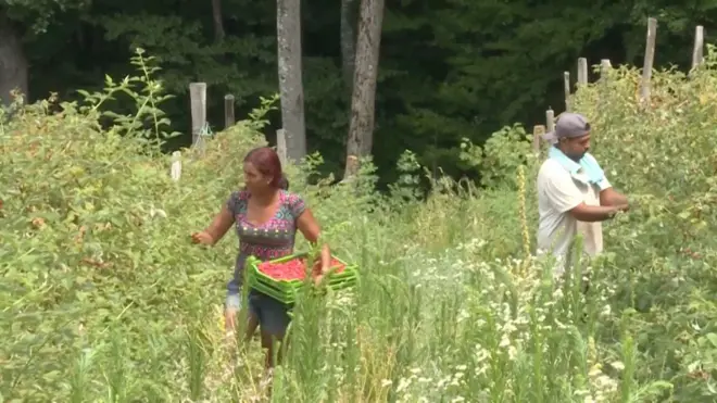 ljudi beru maline, arilje srbija