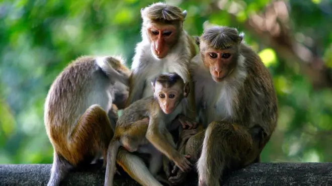 Мавпи на Шрі-Ланці