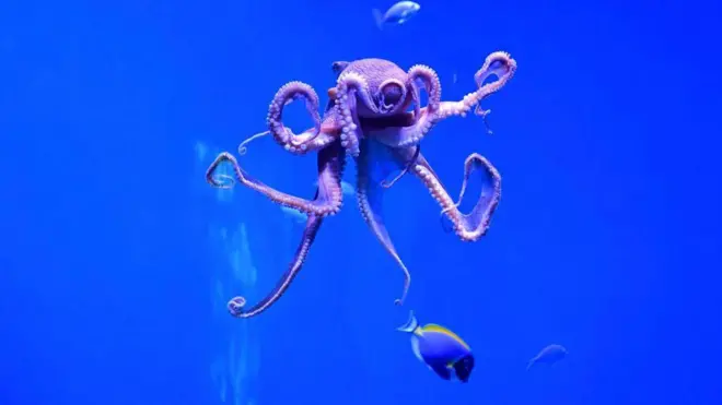 ऑक्टोपस 