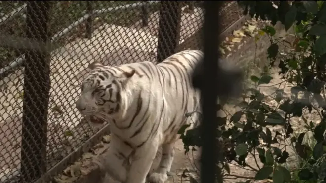 चिड़ियाघर