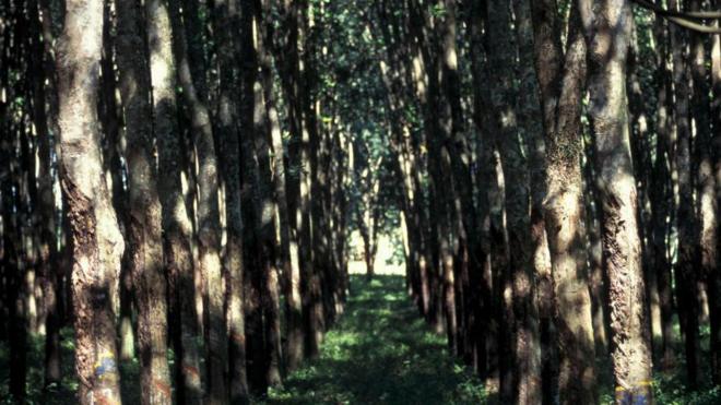 Plantaçãosportingbet travandoseringueira