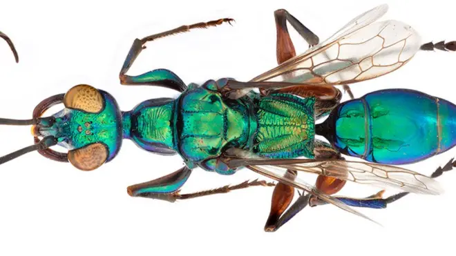 La avispa esmeralda, por su belleza, es una de las preferidas por el doctor Broad.